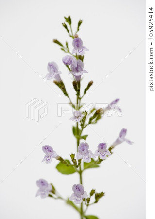 Calamint (herb) Calamint (herb) 105925414