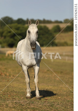 Lippezzaner mare. Purebred white mare on farm pasture. Summer hot day 105926151