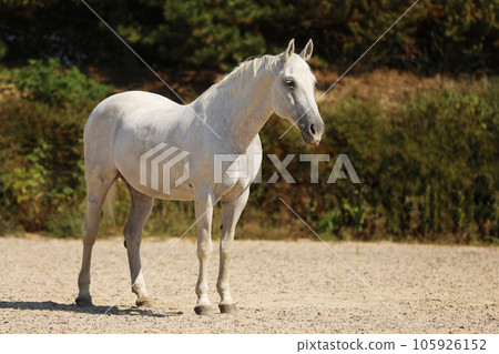 Purebred lipizzaner mare on sand paddock in warm summer day 105926152
