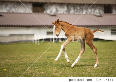 Three days old foal first time on green grass, running on meadow, horse farm scene 105926154