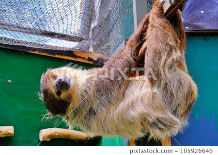 蓋草原樹懶 105926646