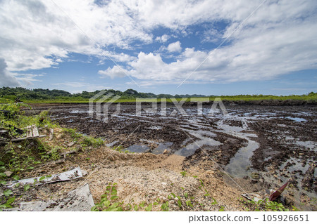 Environmental problem Deforestation. A mangrove forest is being cleared to expand the land for building construction. Environmental problem Deforestation. A mangrove forest is being cleared to expand the land for building construction. 105926651