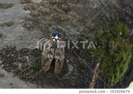 Oil cicada 105926679