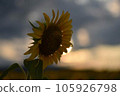 Sunflower blooming towards the sun 105926798