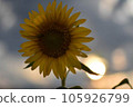 Sunflowers in the sun 105926799