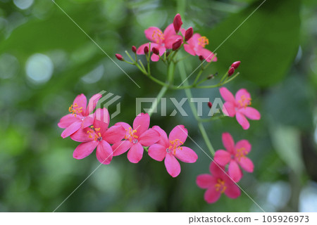 Takin 'Zakura Takin 'Zakura 105926973