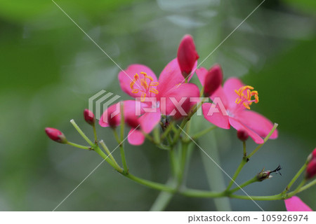 Takin 'Zakura Takin 'Zakura 105926974