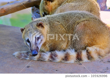 Red-beaked bear 105926996