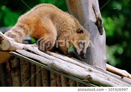 Red-beaked bear 105926997