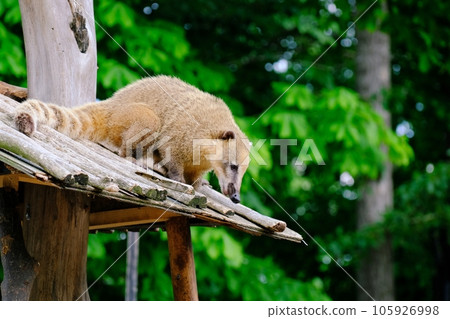 Red-beaked bear Red-beaked bear 105926998