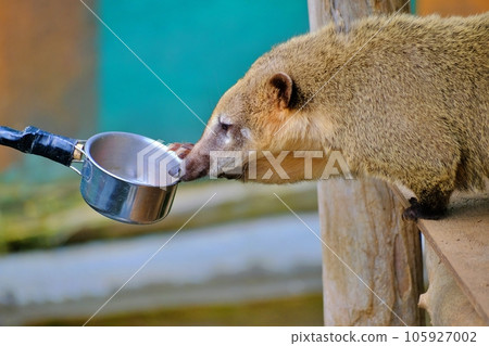 Red-beaked bear 105927002