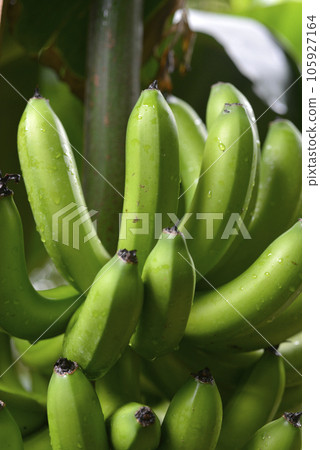 香蕉 105927164