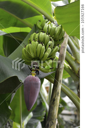 香蕉花 105927166