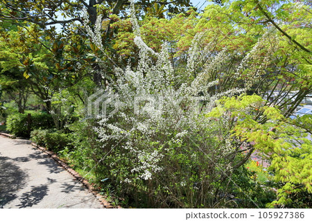 Shijimibana flowers in full bloom 105927386