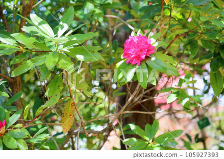 杜鵑花 105927393