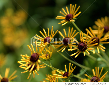 金光菊“亨利·艾勒斯”在八月開花 105927394