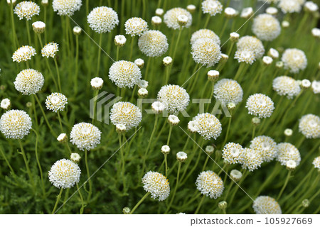 Green Santorina flower pattern 105927669