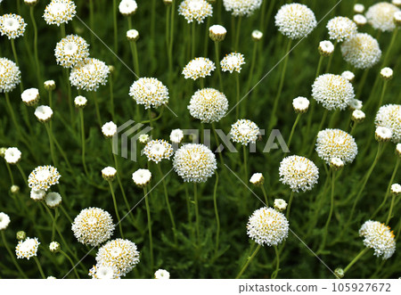 Green Santorina flower pattern 105927672