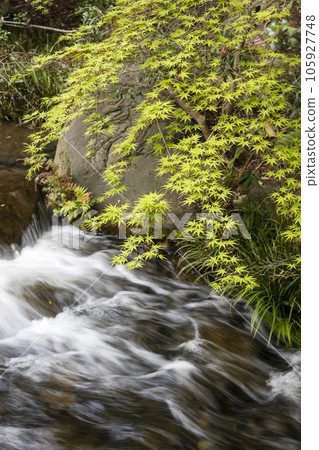 新綠楓落溪春景2 105927748