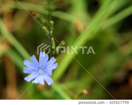 八月盛開的藍色菊苣花 105927749