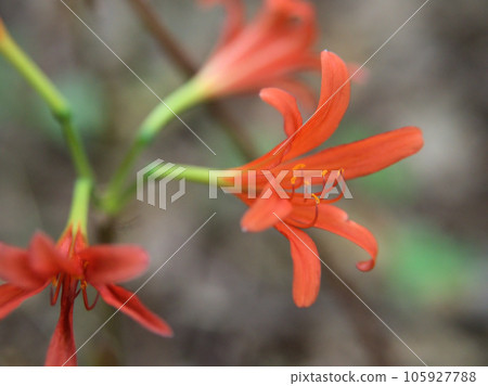 八月狐狸剃刀開花 八月狐狸剃刀開花 105927788