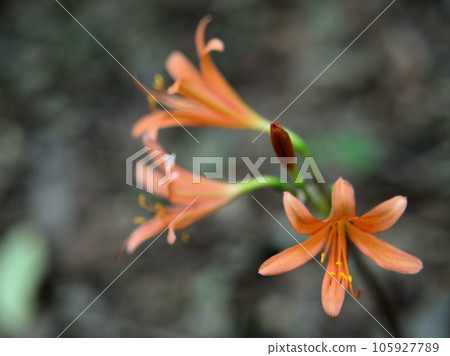 八月狐狸剃刀開花 八月狐狸剃刀開花 105927789