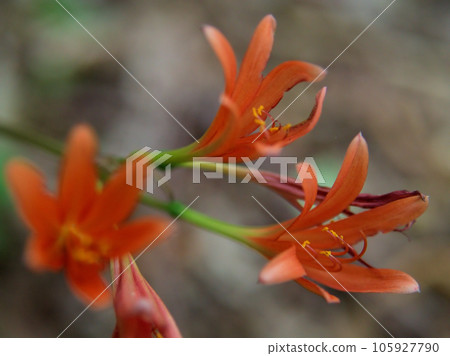 八月狐狸剃刀開花 八月狐狸剃刀開花 105927790