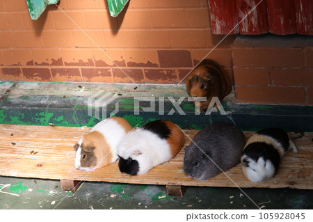 Guinea pig 105928045