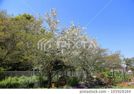 Oshima cherry blossoms Oshima cherry blossoms 105928164