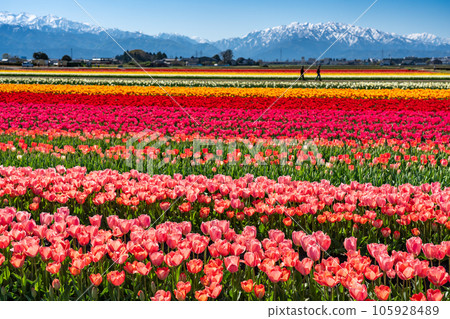 Nyuzen Flower Road 2023 tulip fields and remaining snow in the Northern Alps, Nyuzen Town, Toyama Prefecture Nyuzen Flower Road 2023 tulip fields and remaining snow in the Northern Alps, Nyuzen Town, Toyama Prefecture 105928489