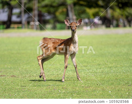 Cute fawn in Nara Park 105928566