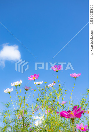 Cosmos of Tomita Satoniwa Farm Cosmos of Tomita Satoniwa Farm 105928593