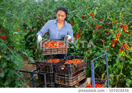 Female latino farmer puts red tomatoes in plastic box for sale Female latino farmer puts red tomatoes in plastic box for sale 105928836
