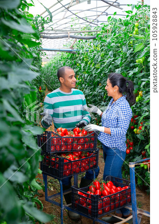 Man and woman harvest tomatoes in greenhouse Man and woman harvest tomatoes in greenhouse 105928843