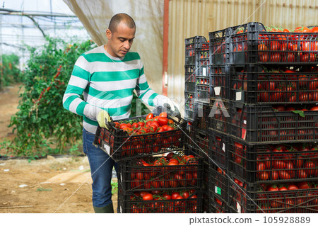 Latino worker stacking crates with picked tomatoes Latino worker stacking crates with picked tomatoes 105928889