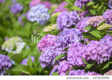 盛開的繡球花 盛開的繡球花 105928969