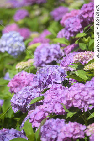 Hydrangea in full bloom Hydrangea in full bloom 105928970