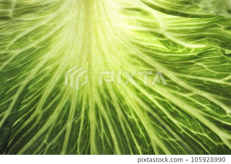 Leaf lettuce 105928990