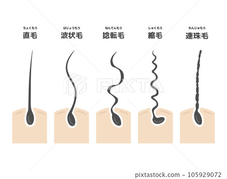 捲髮類型圖解 捲髮類型圖解 105929072