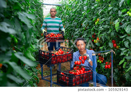 Hispanic horticulturists harvesting red tomatoes in greenhouse 105929143