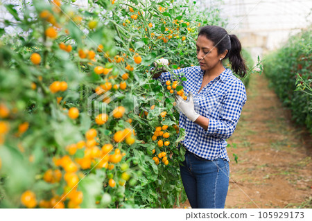 Female farmer gathering crop of yellow tomatoes in greenhouse 105929173