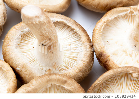 Shiitake mushrooms (raw shiitake) from the back side of the umbrella (the side with folds). 105929434