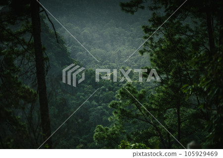 Dark green forest and trees,forest and trees in the mountains 105929469