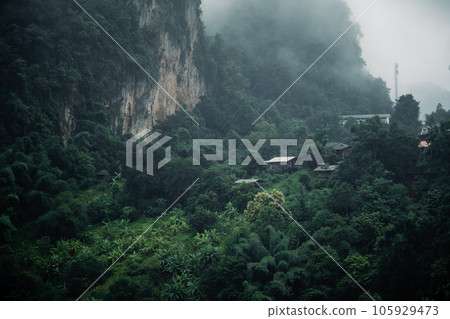 Dark green forest and trees,forest and trees in the mountains 105929473
