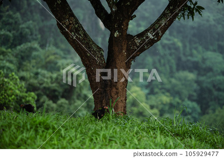 Dark green forest and trees,forest and trees in the mountains 105929477