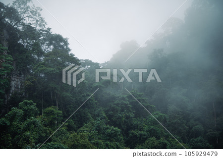 Dark green forest and trees,forest and trees in the mountains 105929479