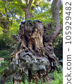 Sacred camphor tree of Kinomiya Shrine 105929482
