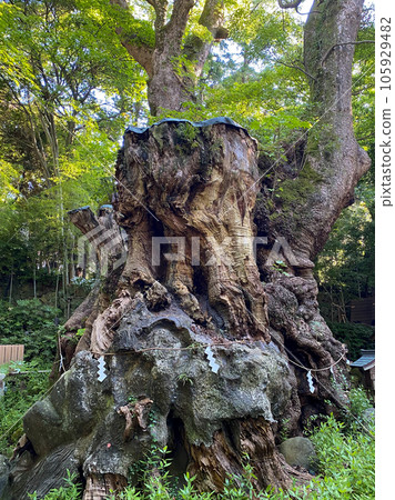 Sacred camphor tree of Kinomiya Shrine 105929482