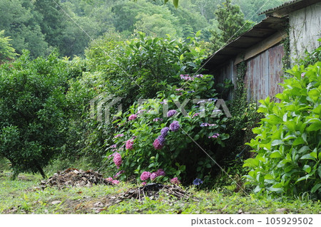 小屋附近盛開的繡球花 小屋附近盛開的繡球花 105929502
