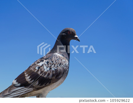 Rock pigeon 105929622